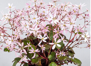 <em>Saxifraga cortusifolia </em>‘Akiko’