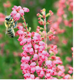 Eine erfolgte Befruchtung führt nicht zum vorzeitigen Abblühen bei <em>Erica gracilis </em>.