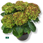 Green Revolution ist eine grün blühende Auslese der bekannten Revolution mit allen positiven Eigenschaften dieser Ursprungssorte. Die Neuheit soll eine noch bessere Garteneignung zeigen.