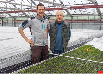 Johannes (links) und Vater Bernhard Wernke vermehren die „Garden Girls"-Callunen selbst.