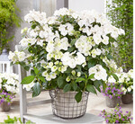 Mit dieser Hortensie sind völlig neue Produktformen möglich.