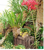 Auf der Kiste sind <em>Coelogyne peltastes </em>zu sehen.