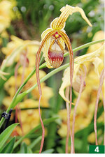 <em>Phragmipedium humboldtii </em>wurde extra ausgezeichnet.