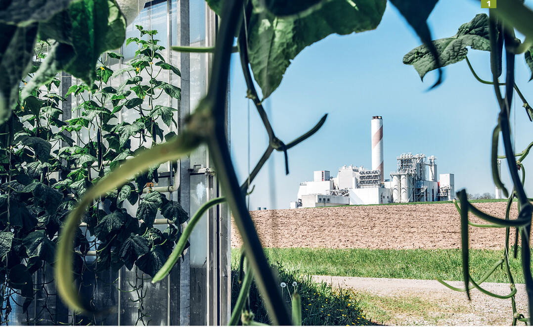 Das Kohlendioxid bei diesem Pilotprojekt in der Schweiz wird direkt zum benachbarten Gartenbaubetrieb geleitet (siehe Kasten Seite 49).