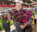 Einer von vielen, die von der steigenden Nachfrage nach Sommerflor profitieren: Erzeuger Dirk Scheel aus den Vier- und Marschlanden in Hamburg.