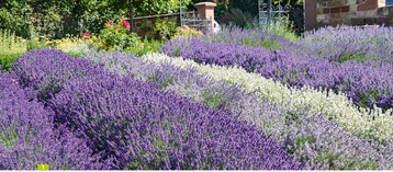 Im Klostergarten sind mehr als 20 Lavendel-Sorten aus England und Frankreich aufgepflanzt.