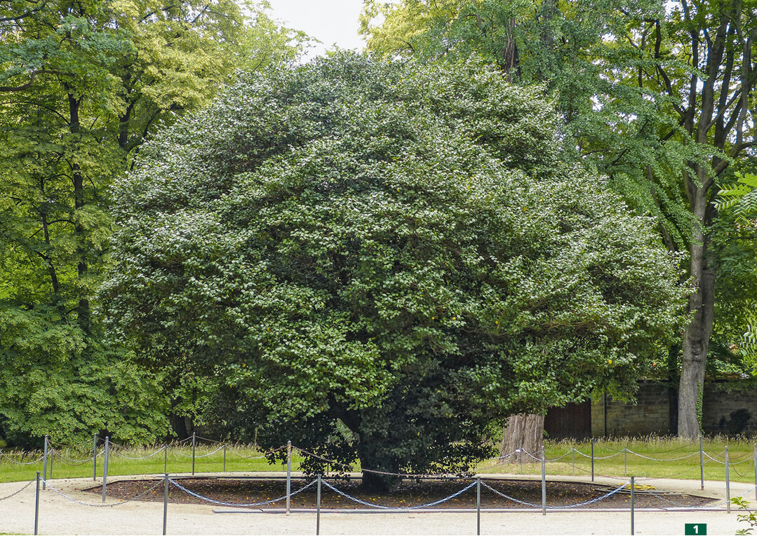 Die Kamelie in Pillnitz ist knapp 10 m hoch und misst circa 11 m im Durchmesser.