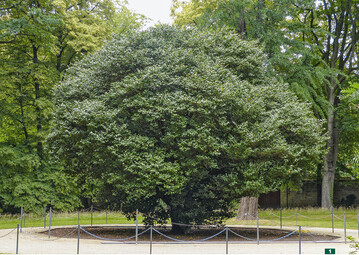 Die Kamelie in Pillnitz ist knapp 10 m hoch und misst circa 11 m im Durchmesser.