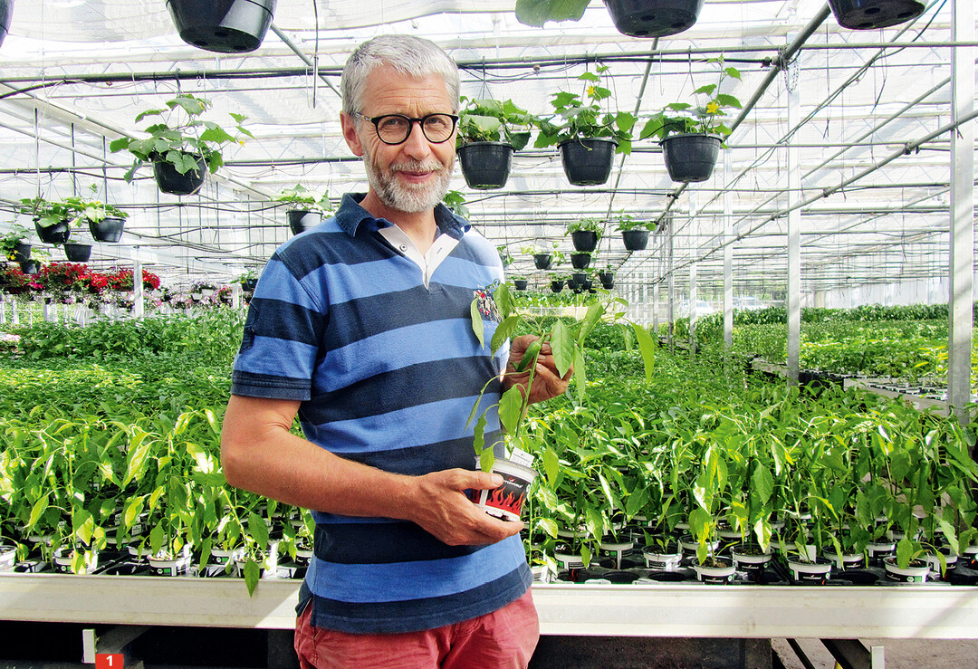 Klaus Umbach beliefert seinen Kunden Pepperworld mit 60 000 Bio-Chili-Pflanzen und -Samen in 120 Sorten.
