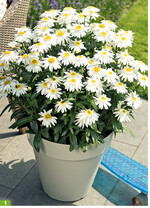 Die <em>Leucanthemum </em>-Serie Sweet Daisy" (Dümmen Orange) zeichnet sich durch einen einheitlichen Pflanzenaufbau und tief dunkelgrünes Laub aus. Die robusten Blüten öffnen sich im späten Juni.
