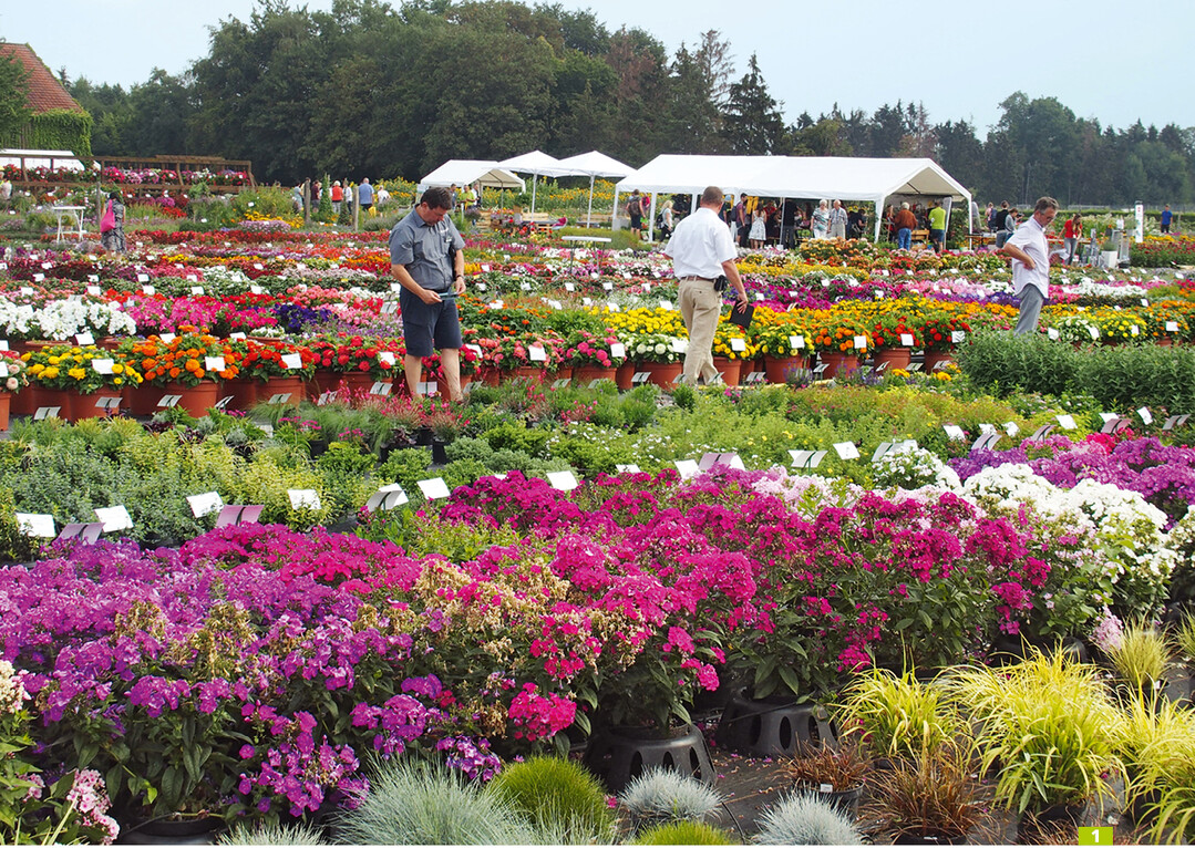 Auf den Kaldenhof-Kundentagen zeigt Volmary mehr als auf den FlowerTrials.
