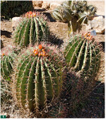 <em>Ferocactus pilosus </em>