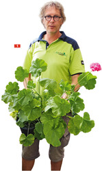 Für Pelargonienzüchter vermutlich unverständlich, wieso es gerade diese Pflanze sein muss, die der Pflanzenarzt für eine Kundin erhalten soll.