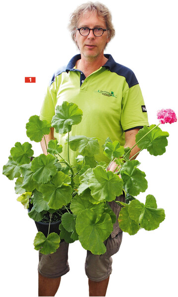 Fr Pelargonienzchter vermutlich unverstndlich, wieso es gerade diese Pflanze sein muss, die der Pflanzenarzt fr eine Kundin erhalten soll.