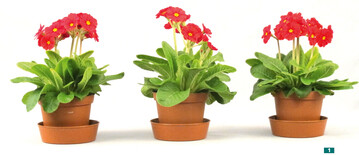 <em>Primula </em> <em>‘ </em>Stella Leuchtendrot’ (Elatior-Typ) nach Vollbevorratung mit 5, 6 und 7 g DCM Eco Xtra 1 pro Liter Substrat (Patzer, torfreduziert).
