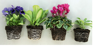 Verschiedene Pflanzen mit verschiedenen Wurzeln erschlieen sich im Substrat nur wenig bewegliche Nhrstoffe wie den Phosphor unterschiedlich gut. (von links: <em>Viola </em>, <em>Calendula </em>, <em>Cyclamen </em>, Levkoje)