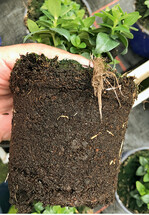 Dieses <em>Gentiana </em>-Substrat ist ungeeignet mit seinem falschen pH-Wert und zu viel Feinanteilen.