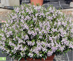 Die Blühintensität von <em>Angelonia angustifolia </em>Alonia Bicolor Violet war stets hoch.