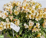 <em>Alstroemeria </em>Colorita Fabienne mit an <em>Hosta </em>erinnerndem Laub.