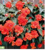 <em>Begonia </em>Arcada Orange kam am besten mit allen Standorten klar.