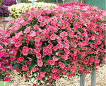 <em>Petunia </em>Dekko Star Coral verzweigt sehr gut und wächst kompakt.