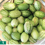 Melothria scabra oder Mexikanische Minigurke