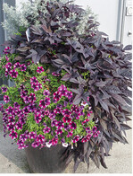 Die Temperatur in Pflanzenkübeln kletterte im Sommer 2018 teils auf über 50 °C.