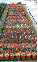 Die im TeiGa-Projekt geprüften torffreien und stark torfreduzierten Substrate sahen nicht nur unterschiedlich aus, sondern besaßen auch völlig verschiedene Eigenschaften.