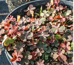 Gehörnter Sauerklee <em>Oxalis </em> <em>corniculata. </em>