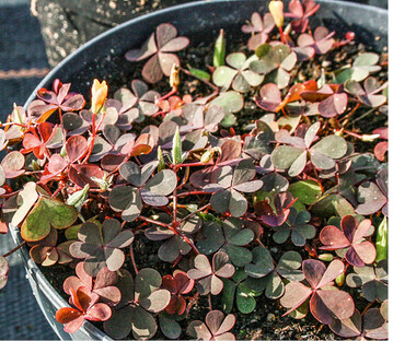 Gehrnter Sauerklee <em>Oxalis </em> <em>corniculata. </em>