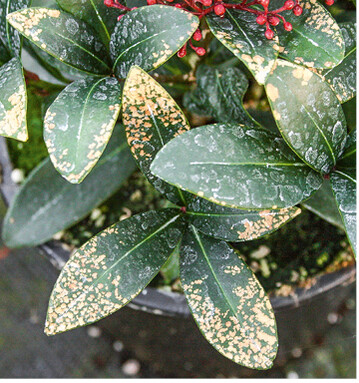 Borschaden an <em>Skimmia </em>‘Smaragd‘.