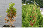 Innenverbräunungen (links) und Spitzenverbräunungen (rechts)an <em>Thuja </em>Smaragd.
