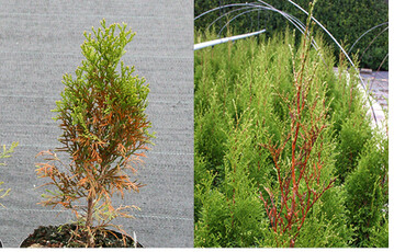 Innenverbrunungen (links) und Spitzenverbrunungen (rechts)an <em>Thuja </em>‘Smaragd‘.