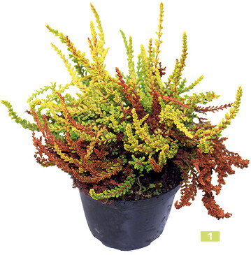 <em>Calluna vulgaris: </em>Triebsterben durch <em>Cylindrocladium scoparium </em>