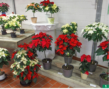 Tipps zur Kultur fr unterschiedliche Poinsettien-Produktformen gab das Team der LVG Ahlem am Poinsettien-Nachmittag.