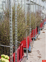 Zierquitte steht zum Vortreiben im Glashaus. Dem Wasser ist Chrysal zugefügt. Deshalb verzichten Jedletzbergers aufs Anschneiden.