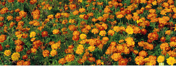 <em>Tagetes </em>sind eine attraktive Pflanze fr Einsaaten von Brachflchen.
