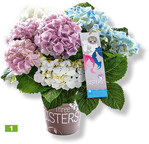 Three Sisters"-Hortensien im Wasserspeichertopf von Pellens.