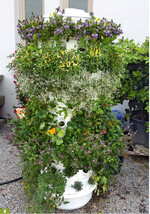 Bis Ende Juni wurden die Fehlstellen mit Wildkräutern ersetzt, eine regelmäßige Ernte ist nun Pflicht.