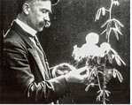 AndrÉ Bayard: La Sensitive, Éclair, 1914, Film: Mit dem raschen Einklappen ihrer Blätter war die Mimose von jeher in der Botanik wie auch als Metapher von Interesse. Dieser Naturfilm zeigt, wie die Mimose wiederholt gereizt und anschließend mit Chloroform behandelt wurde, um ihre Reaktionen zu testen.