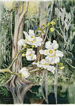 Margret Mee, Gustavia pulchra, 1977, Amazonas, Wasserfarbe auf Papier: Mit ihren botanischen Zeichnungen würdigt Margaret Mee die Flora des Amazonasgebiets. Das Ausmaß der Zerstörung von Lebensräumen hat sie hier selbst erlebt. Heute sind diese Dokumente aktueller denn je: ein Archiv einer unwiederbringlich verlorenen Pflanzenwelt.