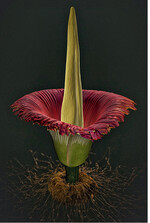 Alessandro Holler, Titanwurz, 2016, Multimediale Installation: Der Titanwurz bringt die größte Blüte der Welt hervor und stinkt dabei nach verdorbenem Fleisch. In der interaktiven Installation von Alessandro Holler werden die Betrachterinnen und Betrachter zu Mitwirkenden beim Wachstumszyklus der Blüte.