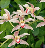 <em>Cymbidium </em> <em>iridioides </em>ist im tropischen Asien, vor allem aber in Vietnam weit verbreitet.