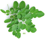 Die Blätter sind gefiedert und werden 20 bis 25 cm lang.