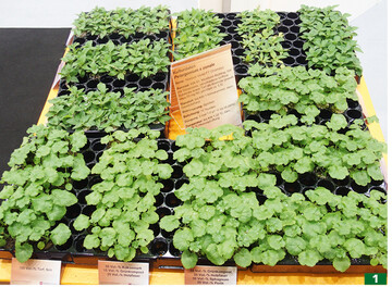 Pelargonien-Jungpflanzen kultiviert in 100 Vol-% Torf (links), 50 Vol-% Kokosmark + 15 Vol-% Grnkompost + 35 Vol-% Holzfaser (Mitte) und 15 Vol-% Grnkompost + 35 Vol-% Holzfaser + 30 Vol-% Sphagnum + 20 Vol-% Perlit (rechts).