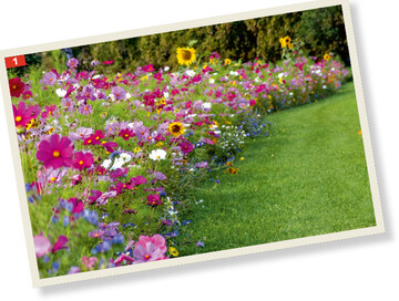 Blumenband aus der Mischung „Mssinger Sommer"