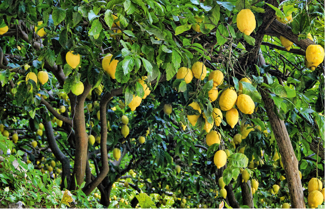 Citruspflanzen stehen für Urlaub, Erholung und mediterranes Lebensgefühl – wesentlicher Grund für ihre Beliebtheit.