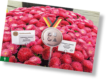 Fr das umfangreiche exquisite Sommerasternsortiment in einer berragenden Vielfalt an Sorten und Arten in begeisternder gleichbleibender Qualitt vergab das Preisgericht eine Groe Goldmedaille der DBG an Rose Saatzucht aus Erfurt.