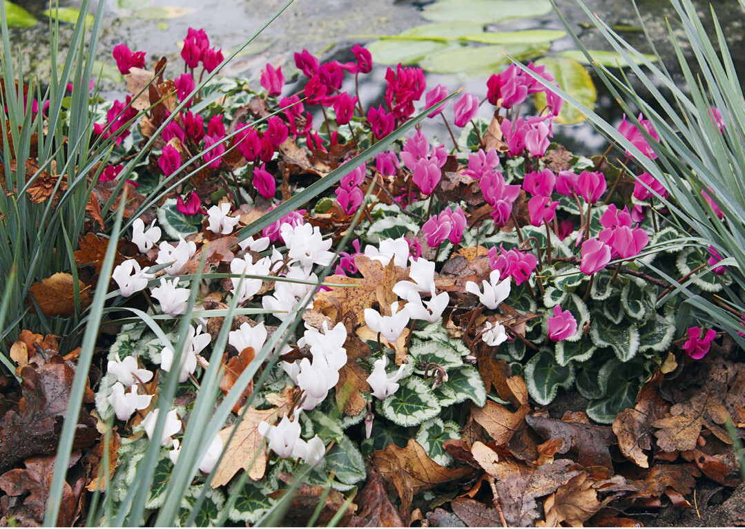 Die Outsider"-Cyclamen gelten als Highlight im Garten (Syngenta Flowers).
