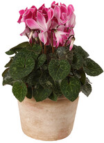 Merita Wine Red Flame (Syngenta Flowers)